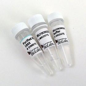 Micrococcal Nuclease - 320,000 gel units