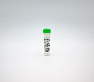 SEEBRIGHT® green 496 dUTP (lyophilized)