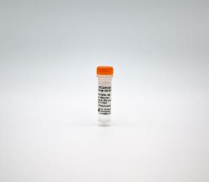 SEEBRIGHT® orange 552 dUTP (lyophilized)