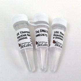Taq DNA Polymerase with ThermoPol Buffer - 4,000 units