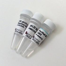 phi29 DNA Polymerase - 250 units