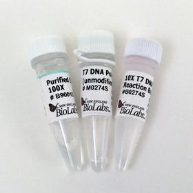 T7 DNA Polymerase (unmodified) - 300 units