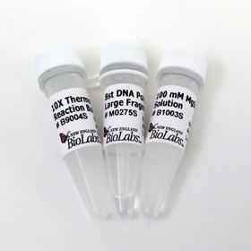 Bst DNA Polymerase Lg Frag - 1,600 units