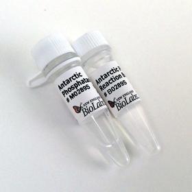 Antarctic Phosphatase - 1,000 units