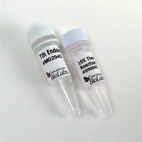 Tth Endonuclease IV - 500 units