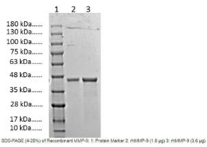 MMP-9, Active, Human recombinant