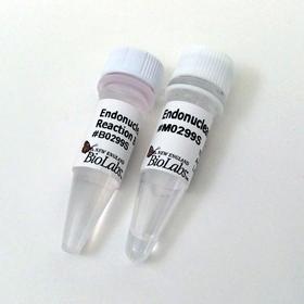 Endonuclease VIII - 1,000 units
