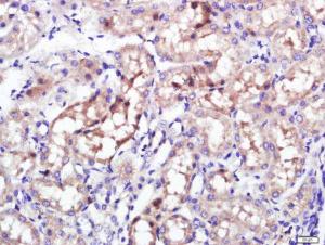 Formalin-fixed and paraffin embedded Rat Kidney tissue labeled with Giantin/GOLGB1 Polyclonal Antibody (bs-13356R) at 1:200, followed by conjugation to the seconary antibody and DAB staining