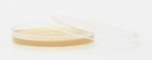 SterEM™ Tryptic Soy Agar (TSA) with Lecithin and Tween® 80, USP, Irradiated, Triple Bagged