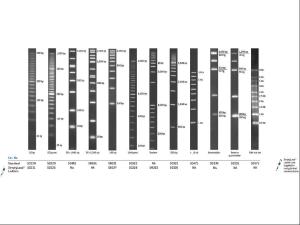 100 bp Extended range DNA ladder W/TYIl loading buffer