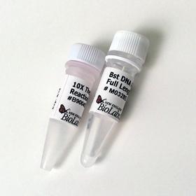 Bst DNA Polymerase Full Length - 500 units