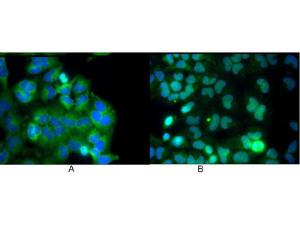 Anti-RELA Mouse Monoclonal Antibody [clone: 27F9.G4]