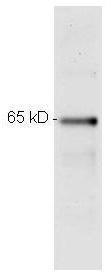 Anti-RELA Mouse Monoclonal Antibody [clone: 27F9.G4]
