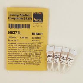 Shrimp Alkaline Phosphatase (rSAP) - 2,500 units