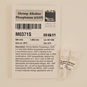 Shrimp Alkaline Phosphatase (rSAP) - 500 units
