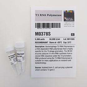 T3 RNA polymerase - 5,000 units