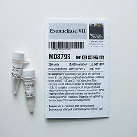 Exonuclease VII - 200 units