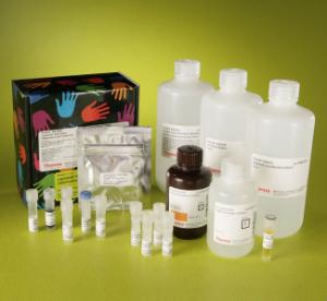 Pierce™ LightShift™ Chemiluminescent RNA EMSA Kit, Thermo Scientific