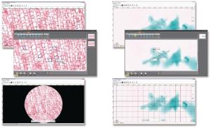 Ward's® Digital Slides: Middle School Life Science Set