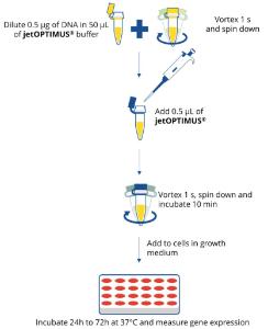 jetOPTIMUS-dna-transfection-reagent-polyplus-transfection
