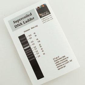 Supercoiled DNA Ladder - 100 gel lanes