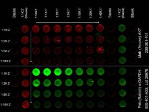 Anti-AKT1 Mouse Polyclonal Antibody [clone: 14E5.16C8.25F6]