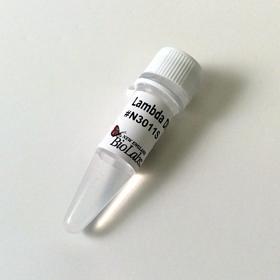 Lambda DNA - 250 µg
