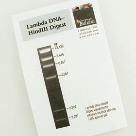 Lambda DNA-Hind III Digest - 150 gel lanes