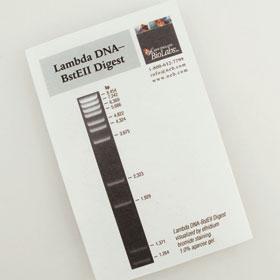 Lambda DNA-BstE II Digest - 150 gel lanes