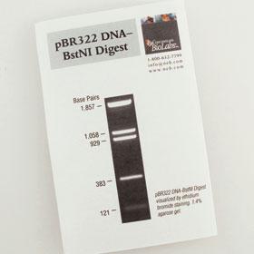 pBR322 DNA-BstN I Digest - 50 gel lanes