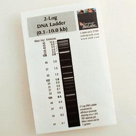 2-Log DNA Ladder - 100-200 gel lanes
