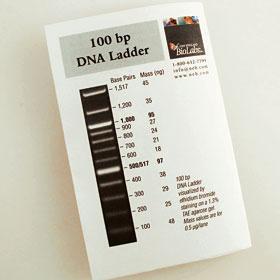 100 bp DNA Ladder - 100 gel lanes