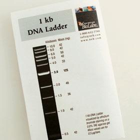 1 kb DNA Ladder - 200 gel lanes