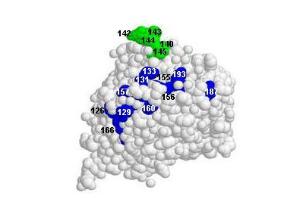 Anti-H5N1 Mouse Polyclonal Antibody [clone: 15A3]