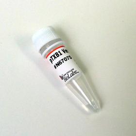 pTXB1 Vector DNA - 10 µg