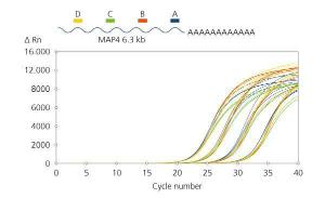 Balanced coverage of long transcripts. qPCR primer assays were<br />designed at several intervals along the length of the 6.3 kb MAP4 mRNA<br />transcript. First strand cDNA synthesis using qScript µltra SuperMix was<br />performed with total RNA input levels of 100 ng, 10 ng, 1 ng and 100 pg