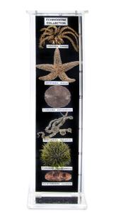 Echinoderm Collection, Museum Mount