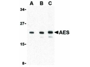 Anti-AES Rabbit polyclonal antibody