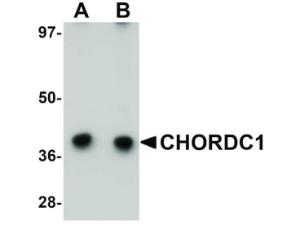 Anti-CHORDC1 Rabbit polyclonal antibody