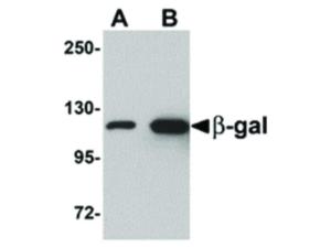 Anti-lacZ Chicken polyclonal antibody