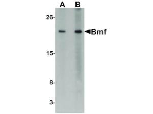 Anti-BMF Rabbit polyclonal antibody