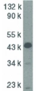 Anti-CASP9 Rabbit polyclonal antibody