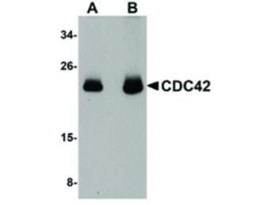 Anti-CDC42 Chicken polyclonal antibody