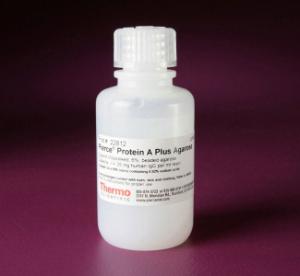 Pierce™ Protein A Plus Agarose, Thermo Scientific