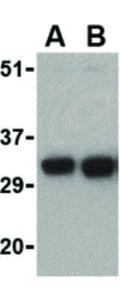 Anti-FAIM2 Rabbit polyclonal antibody