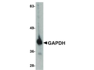 Anti-GAPDH Chicken polyclonal antibody