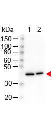 Anti-ACTB Mouse Monoclonal Antibody [clone: 3H2.E4.E12]