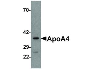 Anti-APOA4 Rabbit polyclonal antibody