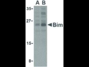 Anti-BCL2L11 Rabbit polyclonal antibody