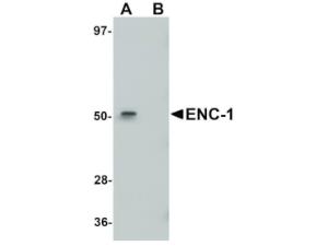 Anti-ENC1 Chicken polyclonal antibody